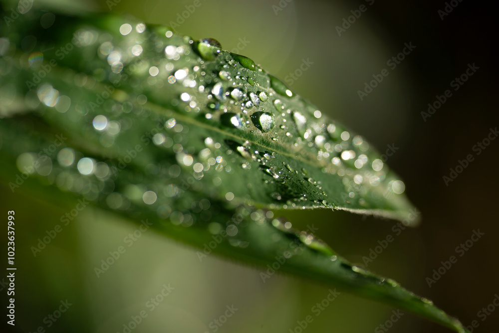 dew on a leaf, medelpad,bergafjärden.sverige,sweden,norrland,mats,summer dew on a leaf, medelpad,bergafjärden.sverige,sweden,norrland,mats,summer