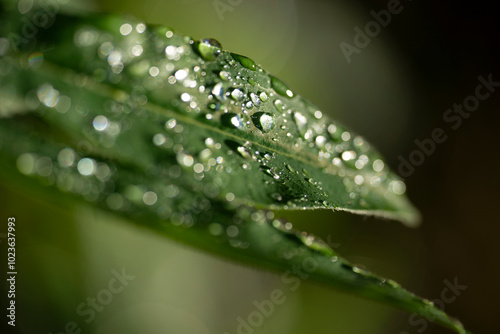 dew on a leaf, medelpad,bergafjärden.sverige,sweden,norrland,mats,summer