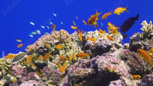 Tropical Fish on Vibrant Coral Reef