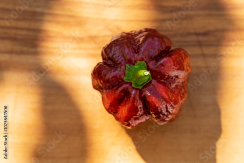 Close up view to a collection of brown hot chili Trinidad Scorpion style with beautiful bokeh background photo