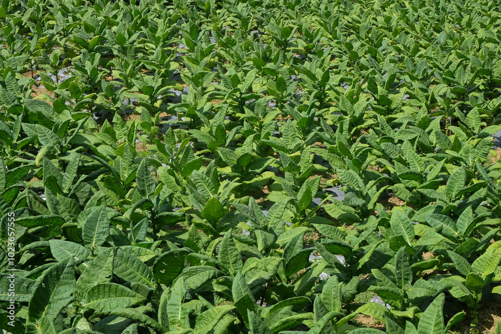 Rows of tobacco plants with abstract leaf patterns, shapes and textures. Tobacco plants in the field. Rural tobacco farmers. For graphic design or banner background Rows of tobacco plants with abstract leaf patterns, shapes and textures. Tobacco plants in the field. Rural tobacco farmers. For graphic design or banner background