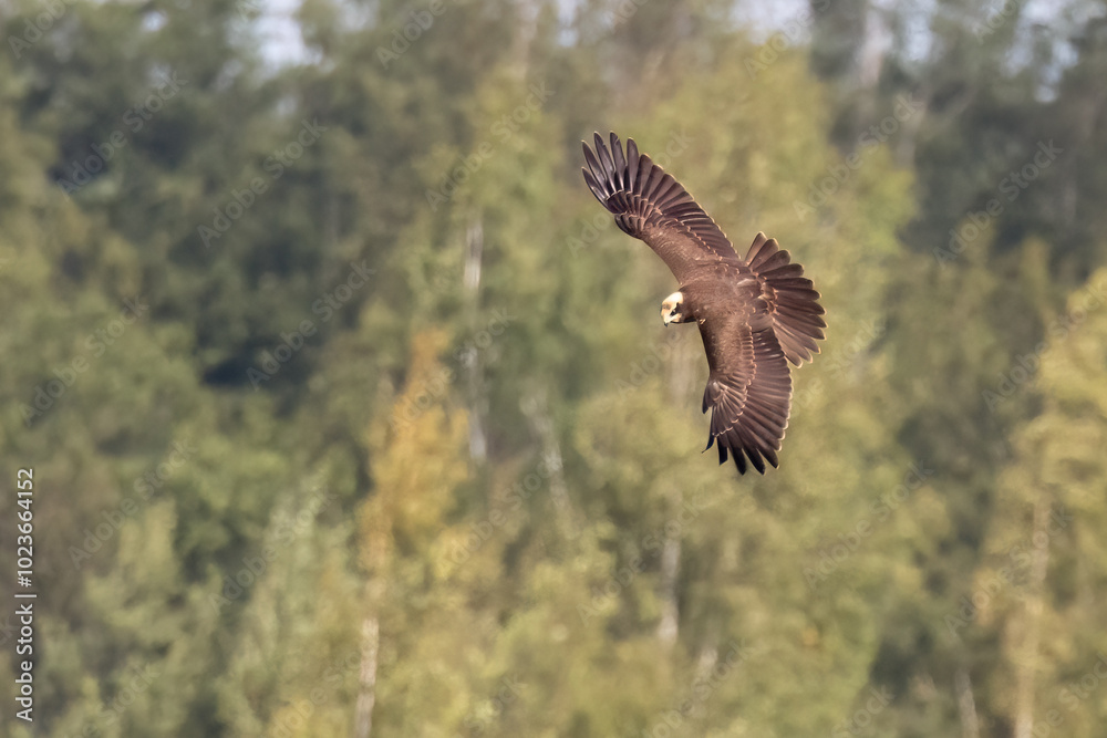 Fototapeta premium Western Marsh Harrier 