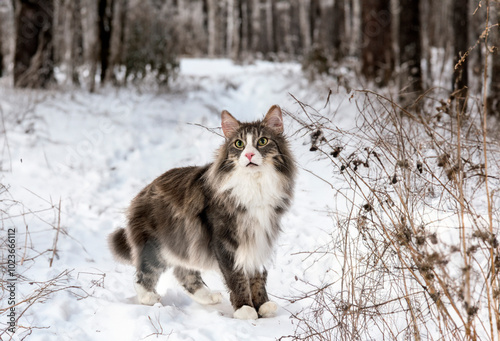 Norwegian Forest cat photo