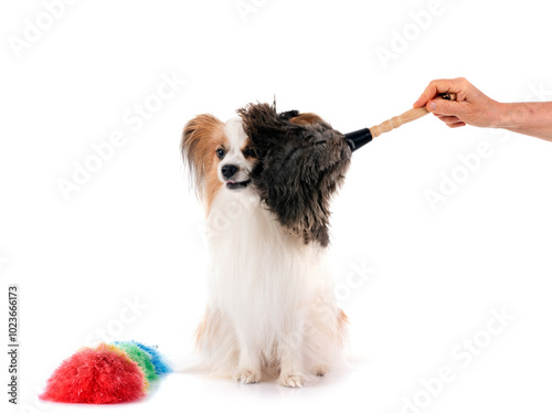 papillon dog in studio photo