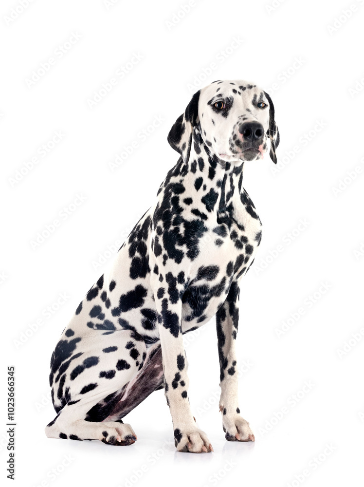 puppy dalmatian in studio