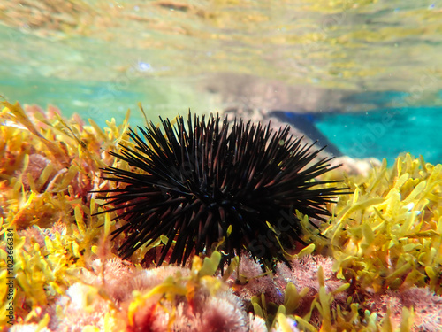 urchin, sea, sea urchin, animal, black, underwater, marine, black sea urchin, mediterranean sea, food, ocean, nature, isolated, life, wildlife, echinus, summer, echinodermata, seafood, water, natural.
