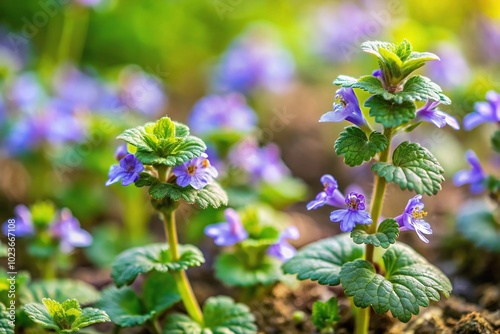 Ground ivy Glechoma hederacea blossoming in springtime photo