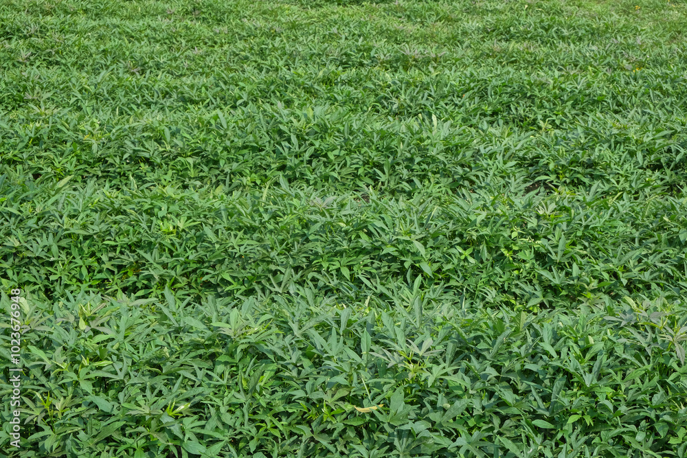 Abstract shape, pattern and texture of sweet potato leaves in the field. sweet potato leaves are dense and green. Can be used for graphic design or banner background