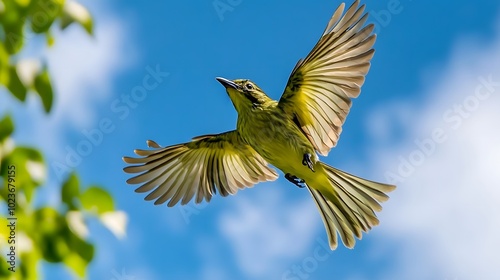 Green-backed Becard Bird Flying in Nature Under Blue Sky, Photo Realistic, Pattern Background, Wallpaper, Cover and Screen for Smartphone, PC, Laptop, 9:16 and 16:9 Format photo