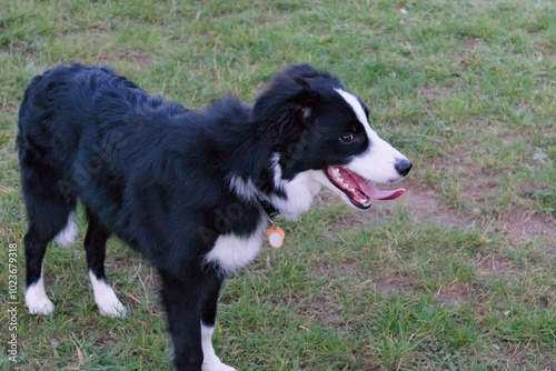 border collie dog squinting at the camera with his tongue hanging out