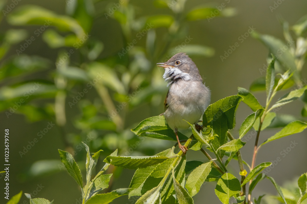 Common whitethroat - at a wet forest in spring Common whitethroat - at a wet forest in spring