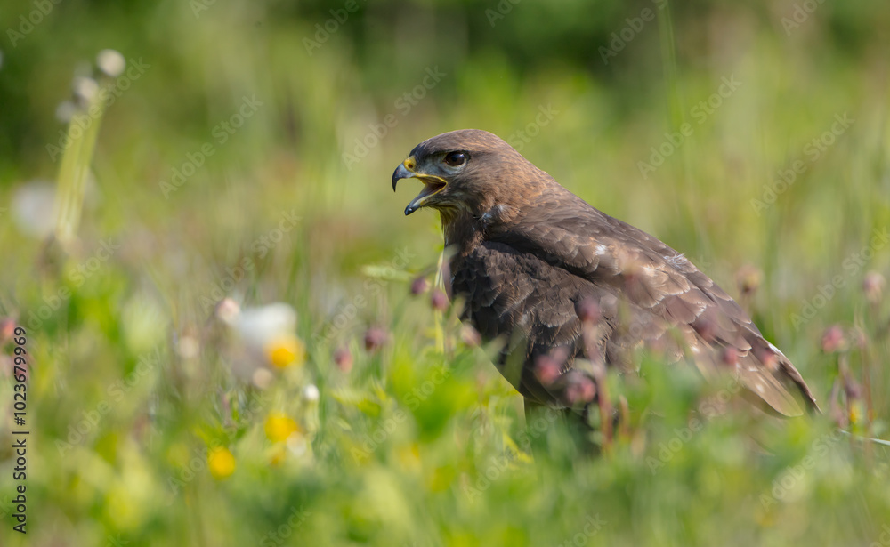 Common Buzzard in spring at a wet forest Common Buzzard in spring at a wet forest