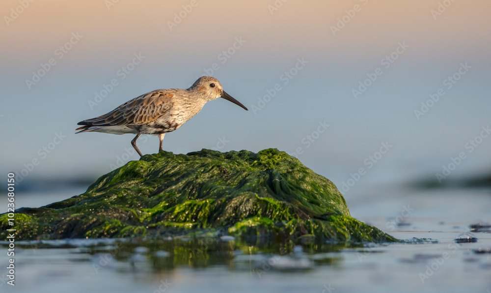 Dunlin - at a seashore on the autumn migration way Dunlin - at a seashore on the autumn migration way