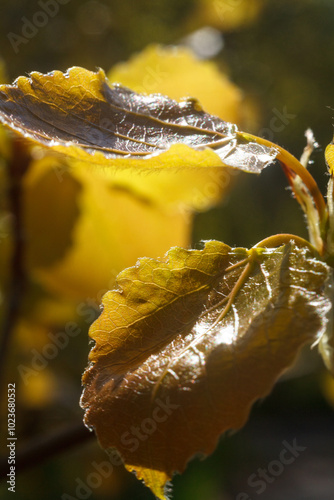 This photograph features a close-up of autumn leaves, glowing in the warm sunlight