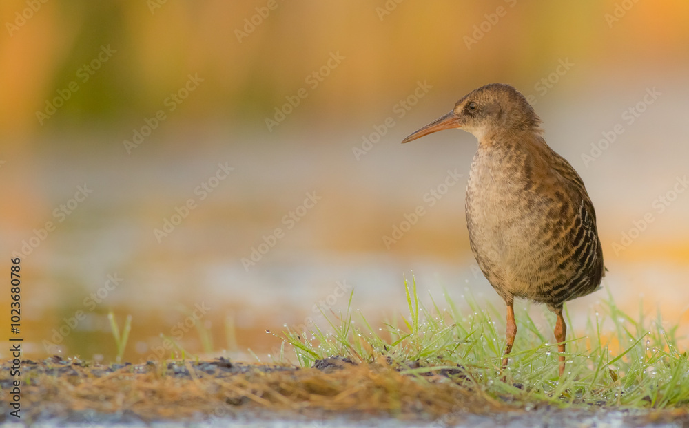Water Rail - juvenile bird at a wetland in summer
Water Rail - juvenile bird at a wetland in summer