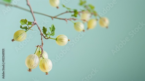 Whimsical Gooseberries A Delicate Touch of Nature on Pastel Perfection