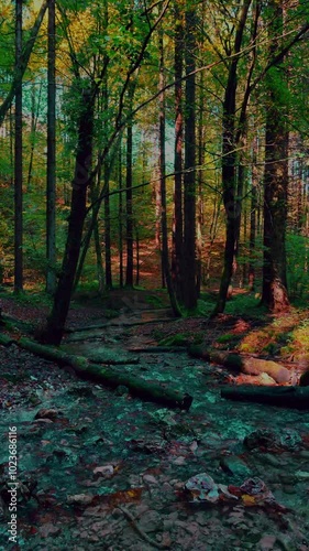 autumn forest in the morning