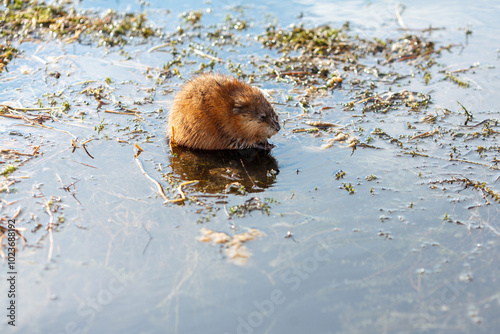 A brown muskrat sits in shallow water surrounded by vegetation