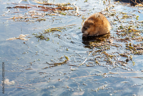 A brown muskrat sits in shallow water surrounded by vegetation