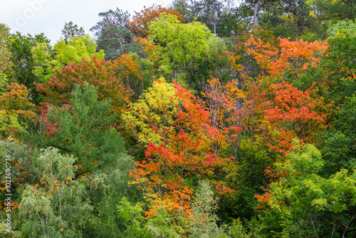 Herbstfarben im Harz
