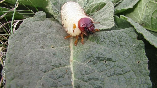 A stag beetle larva on a green leaf close-up Lucanus cervus