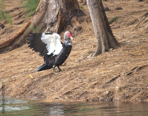 duck opening your wings photo