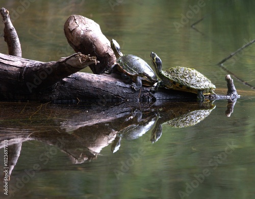 turtles in the water photo