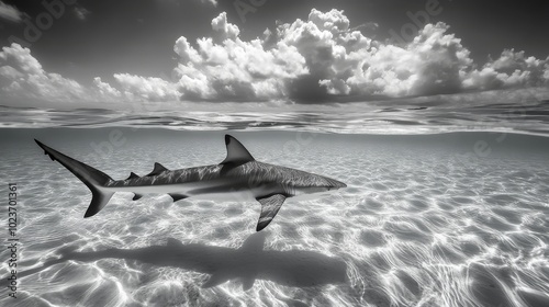 A shark moves gently in clear shallow waters embodying calm elegance beneath the surface