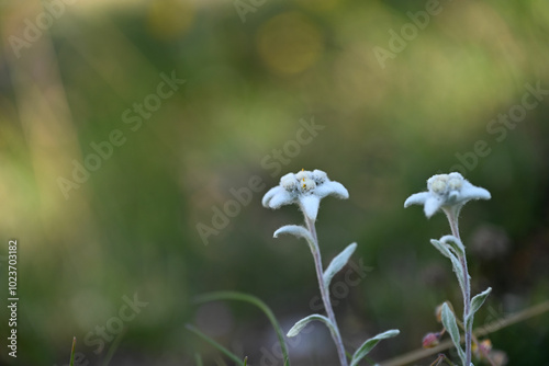 Tableau sur toile Edelweiss
