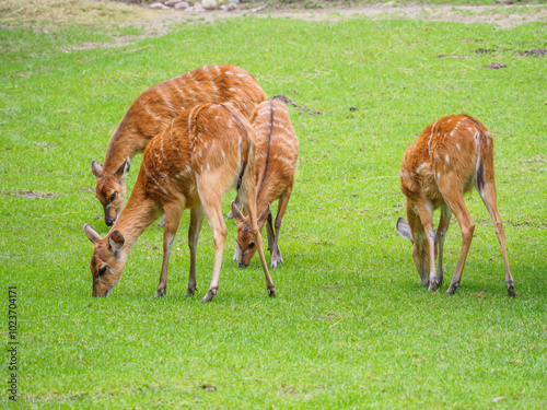 Fototapeta Naklejka Na Ścianę i Meble -  Sitatunga w ZOO