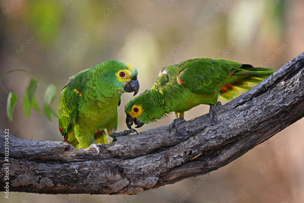 Pair of Turquoise-fronted Parrots Engaging in Mutual Preening on a Tree Branch Pair of Turquoise-fronted Parrots Engaging in Mutual Preening on a Tree Branch