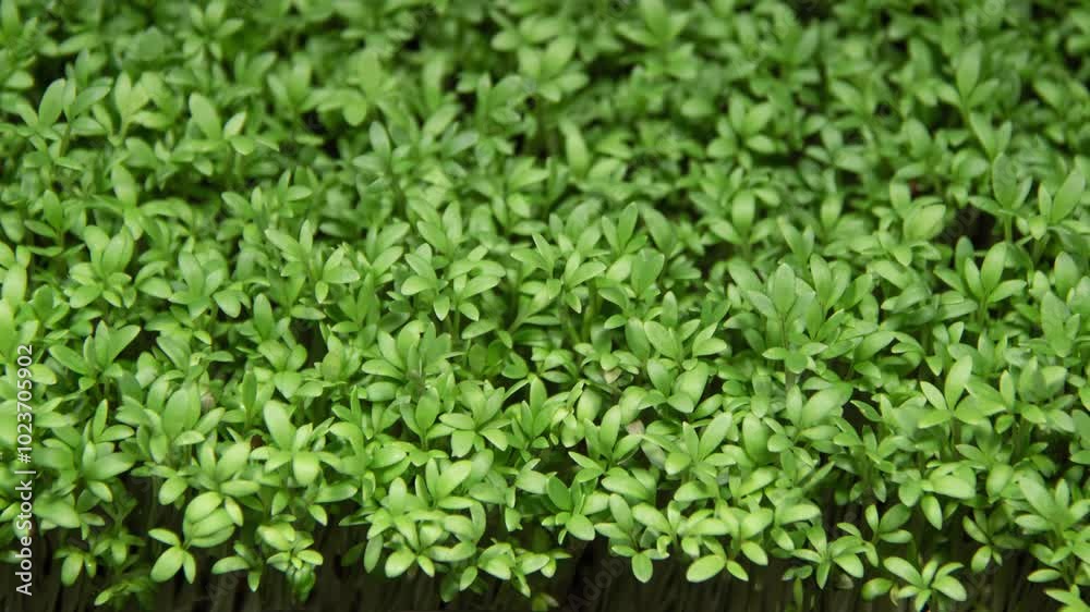 Cress Salad Sprouts Growing in Time Lapse. Microgreens Seedling as Organic Food. Watercress Germination For Salads Cress Salad Sprouts Growing in Time Lapse. Microgreens Seedling as Organic Food. Watercress Germination For Salads