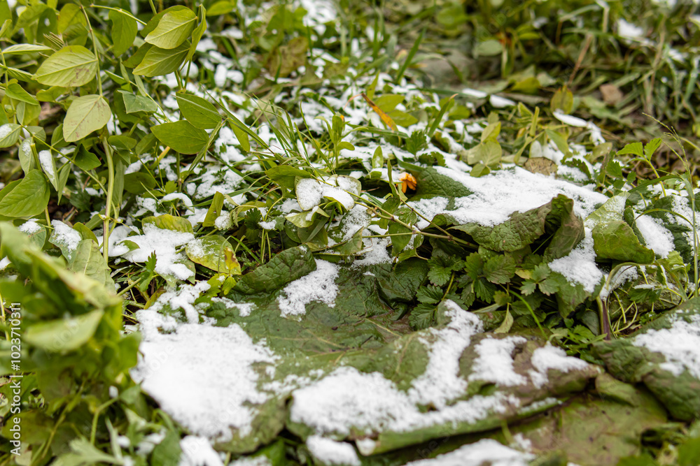 The first snow on the grass. Autumn frosts The first snow on the grass. Autumn frosts