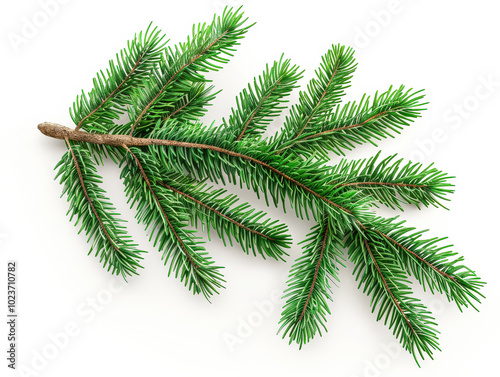 Green pine tree branch with a few brown tips. The branch is long and thin, and it is the only visible part of the tree