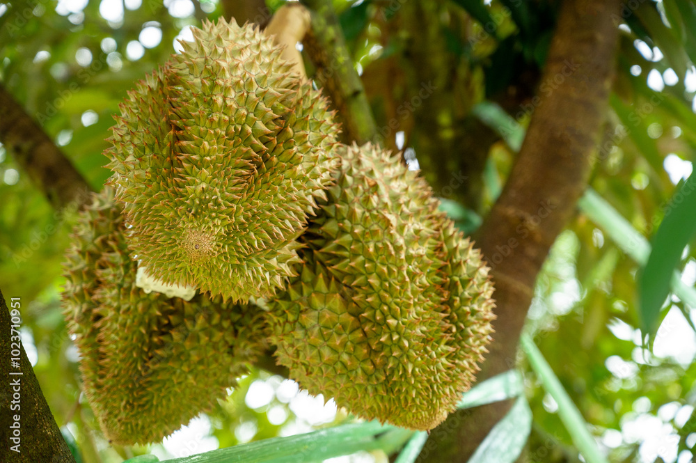 Monthong durian is a fruit that has been called the king of fruits. It is large and has hard thorns covering the entire shell. Durian is a fruit with a unique smell. Monthong durian is a fruit that has been called the king of fruits. It is large and has hard thorns covering the entire shell. Durian is a fruit with a unique smell.