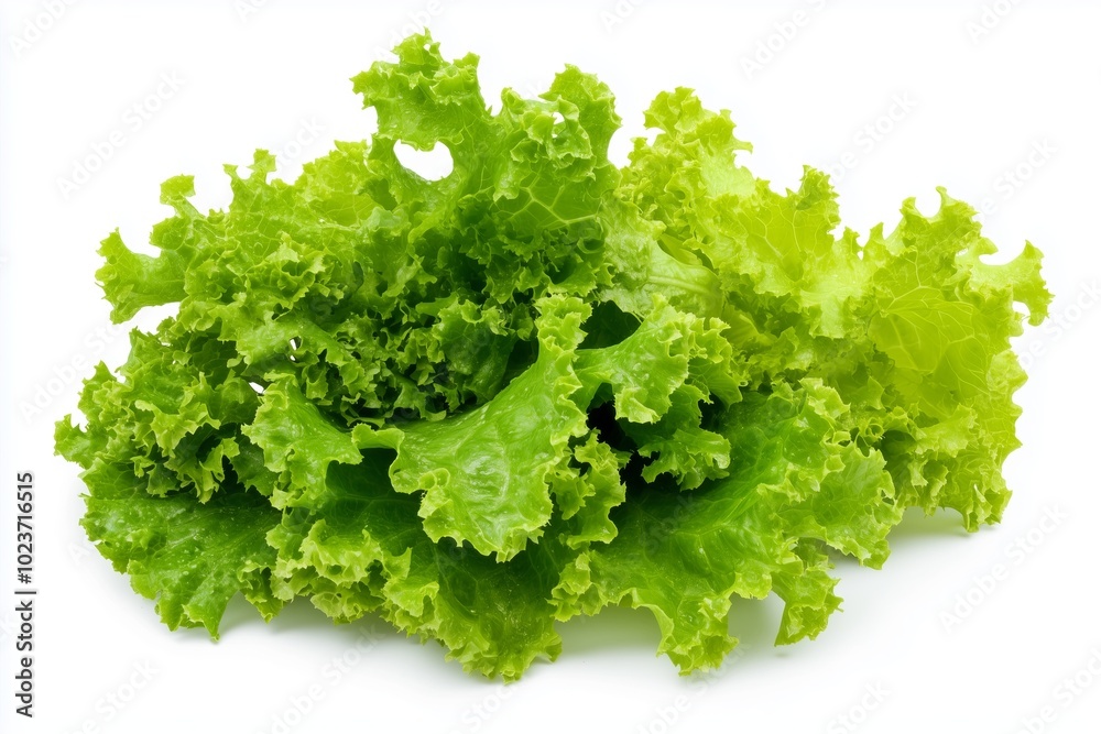 A photo of fresh, crisp lettuce leaves beautifully isolated on a clean white background. A photo of fresh, crisp lettuce leaves beautifully isolated on a clean white background.