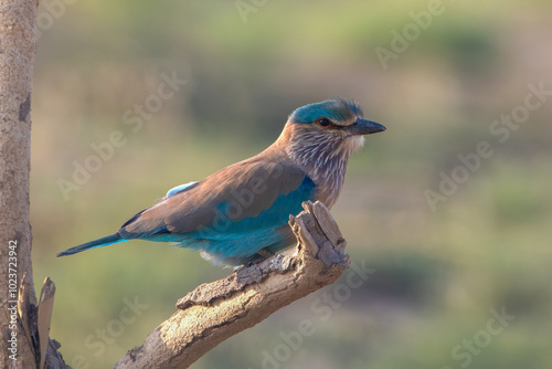 The Indian roller or Coracias benghalensis Desert National Park, Rajasthan,India photo