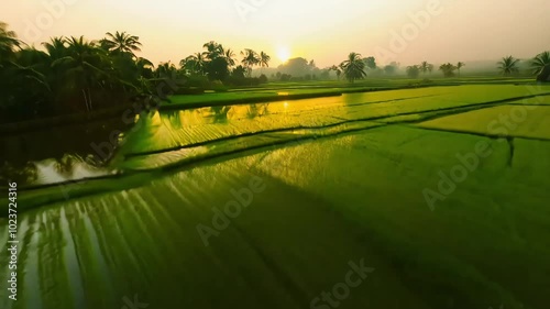 Scenic view of lush green rice fields at sunset, reflecting the golden light