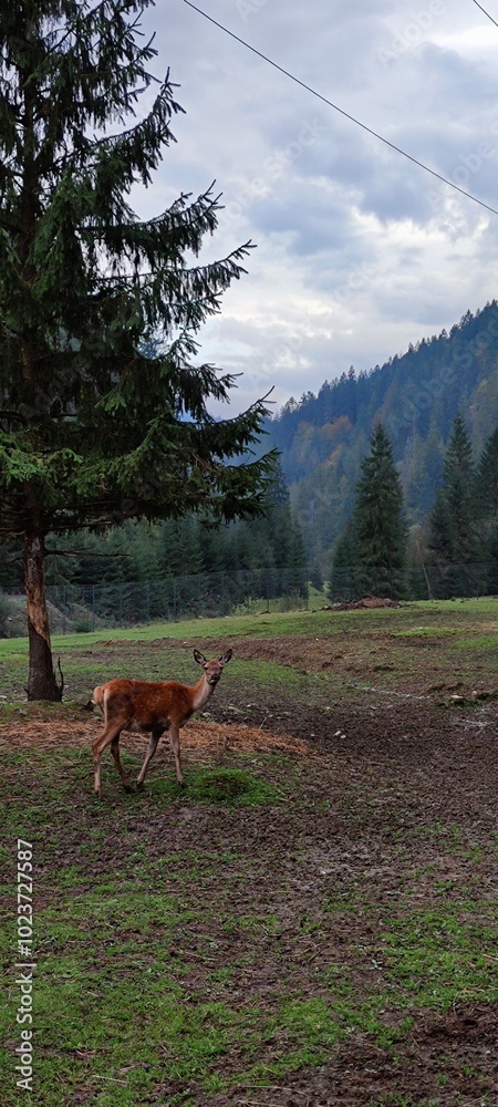 deer in the woods deer in the woods
