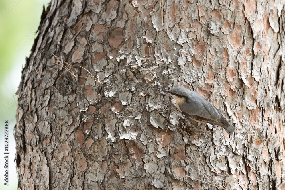 Nuthatch perched on a rugged tree bark Nuthatch perched on a rugged tree bark