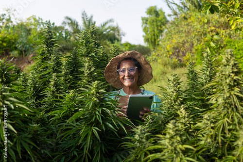 Farmer inspects cannabis crops during peak cultivation