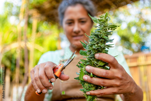 Farmer pruning cannabis plant in summer farm photo