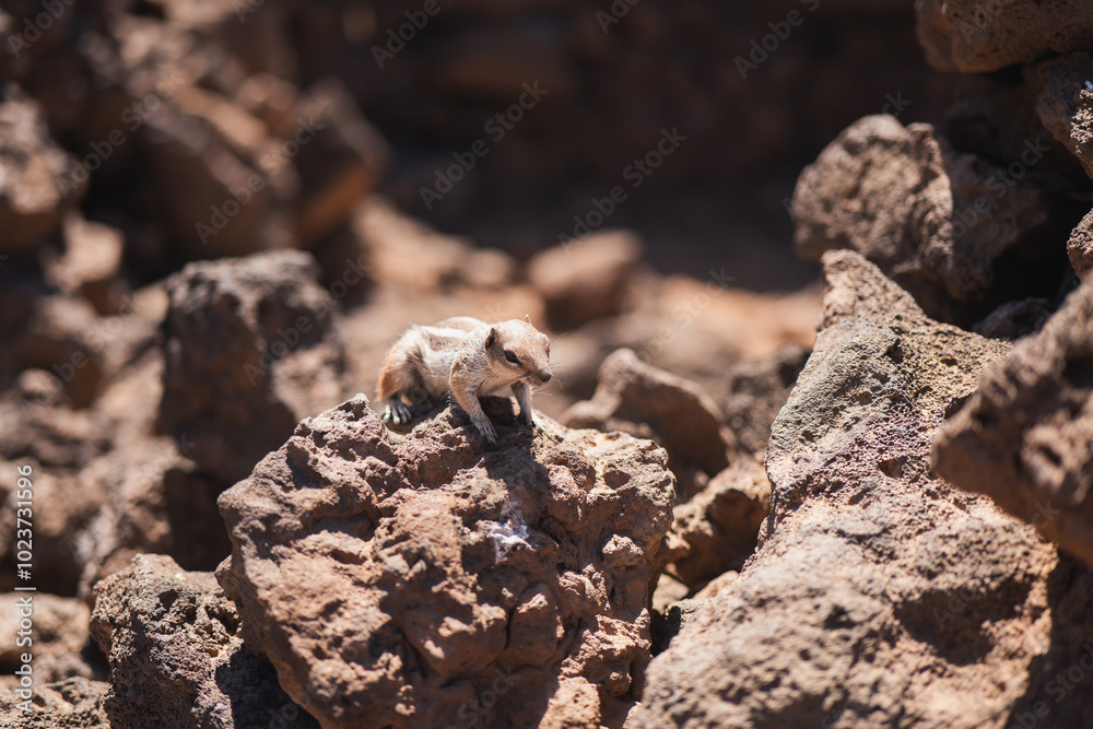 Adorable squirrel perched on rocky terrain Adorable squirrel perched on rocky terrain