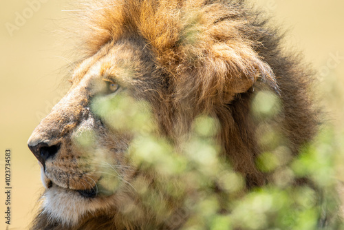 Majestic lion in Maasai Mara National Reserve photo