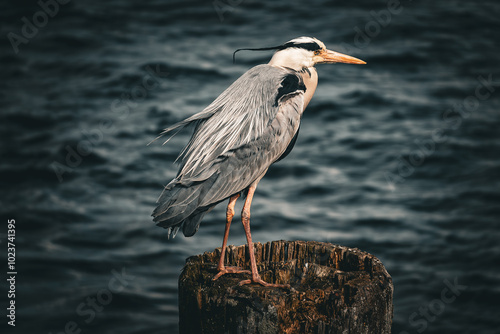 Graureiher (Ardea cinerea)