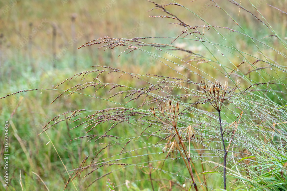 Bergwiese mit bunten Gräsern Bergwiese mit bunten Gräsern