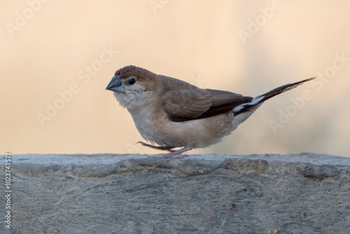 Indian silverbill or white-throated munia at Desert National Park in Rajasthan photo