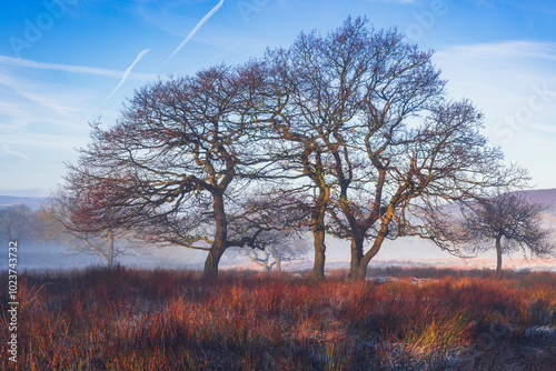 A Peaceful Winter Scene with Leafless Trees Silhouetted by Golden Morning Light, Frosty Grasslands, and a Clear Blue Sky, Creating a Captivating Contrast in Nature's Stillness