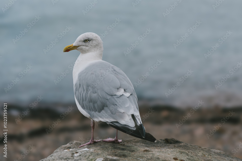 A Glaucous Gull stands on the Scottish coast, its pale feathers blending with the rugged landscape, quietly observing the waves as they crash onto the shore. A Glaucous Gull stands on the Scottish coast, its pale feathers blending with the rugged landscape, quietly observing the waves as they crash onto the shore.