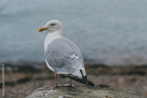 A Glaucous Gull stands on the Scottish coast, its pale feathers blending with the rugged landscape, quietly observing the waves as they crash onto the shore. photo